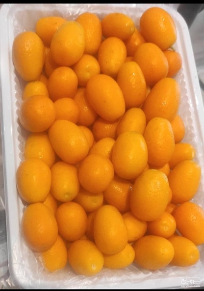 فروش کامکوات