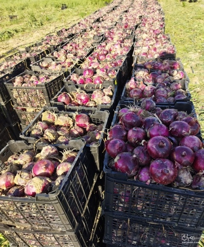 فروش پیاز قرمز