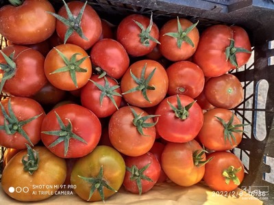 فروش گوجه فرنگی متین