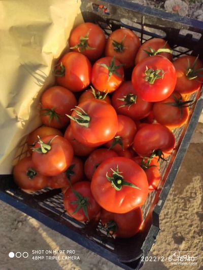 فروش گوجه فرنگی8320