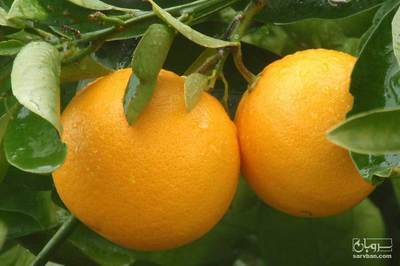فروش پرتقال
