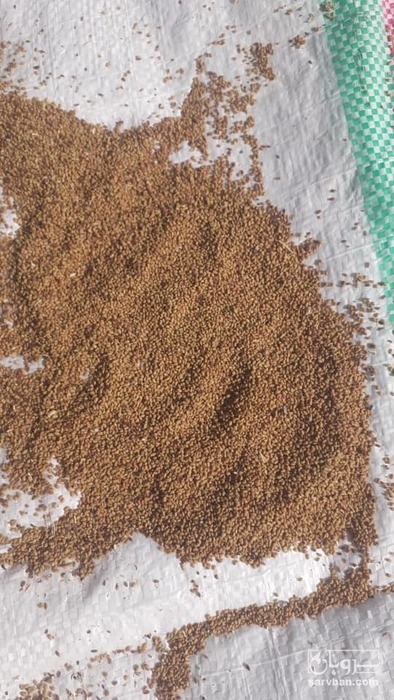 فروش بذر ینجه