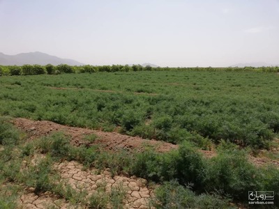 فروش شوید تر