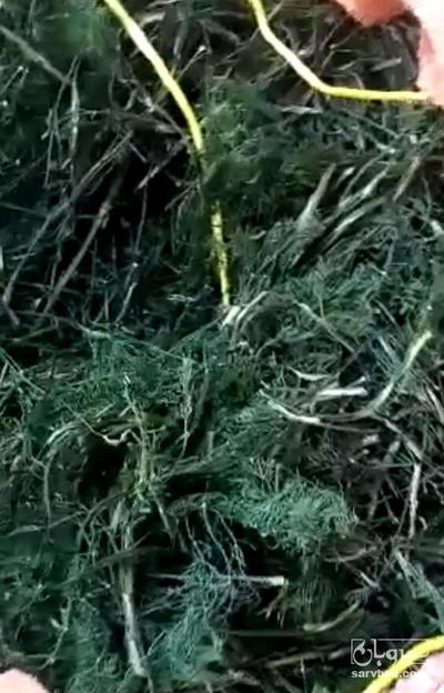 فروش شوید خشک