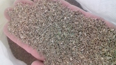 بذر هویج فله