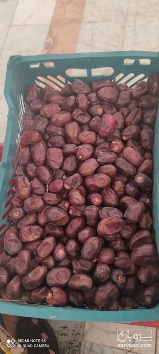 فروش خرما مضافتی
