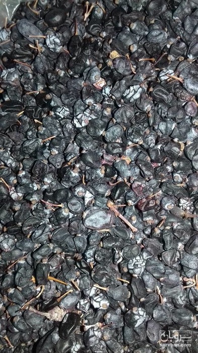 فروش زرشک سیاه