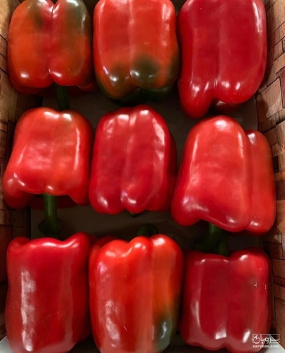 فروش فلفل دلمه ای