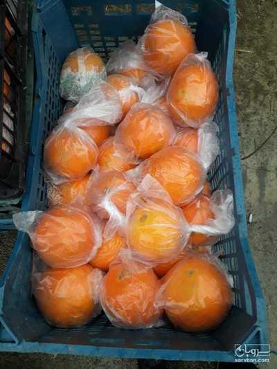 فروش پرتقال عمده