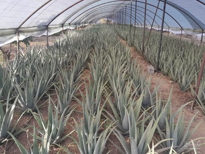 فروش آلوئه ورا (گیاه‌ دارویی)