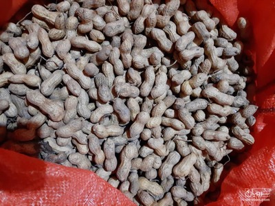 فروش بادام زمینی