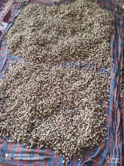 فروش بابونه گاوی