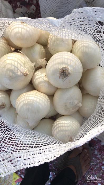 خرید پیاز