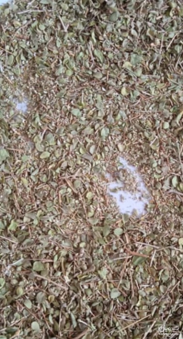 فروش آویشن پهن برگ شیرازی