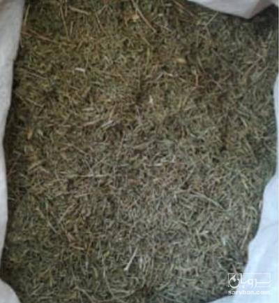 فروش آویشن برگ سوزنی