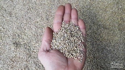 فروش تخم گشنیز