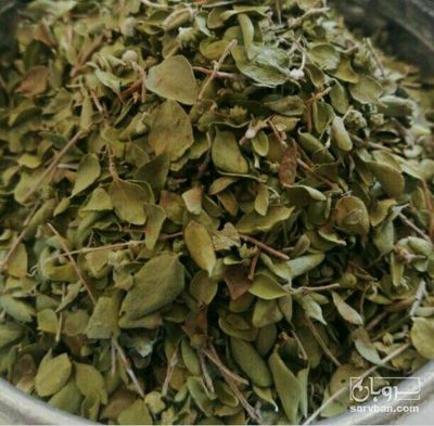 فروش آویشن کوهی