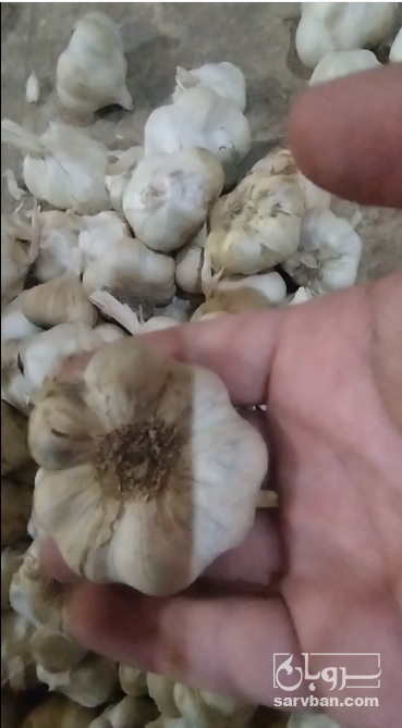 فروش سیر خشک