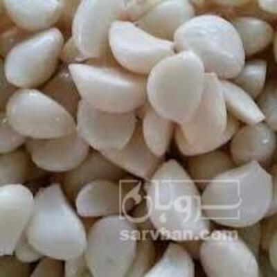 فروش سیرحبه کالباسی