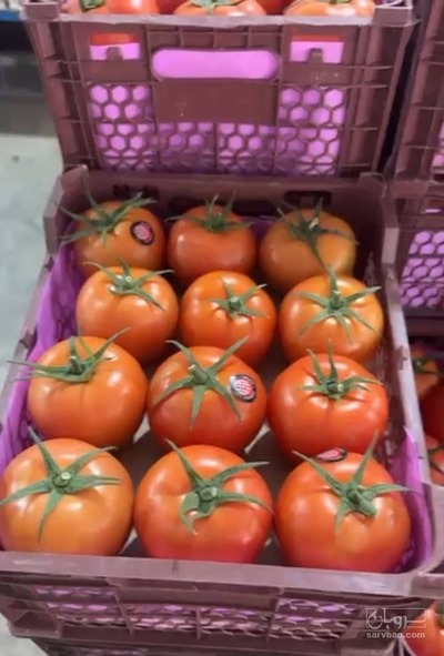 فروش گوجه فرنگی