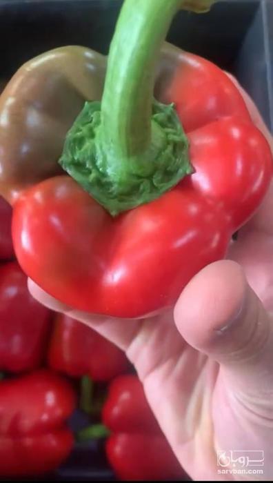 فروش فلفل دلمه ای رنگی