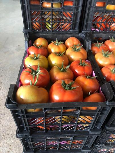 فروش گوجه فرنگی دافنیس