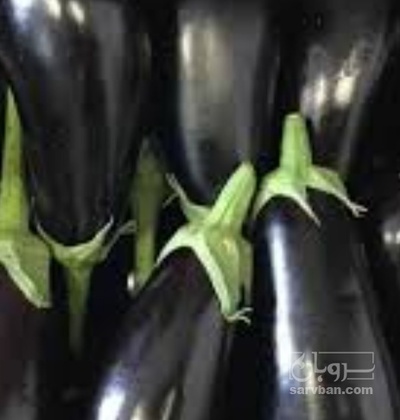 فروش بادمجان لامپی