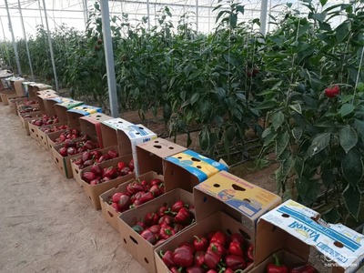 فروش فلفل دلمه ای