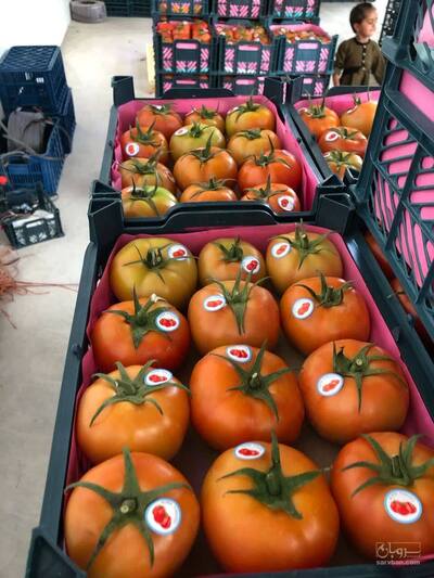 فروش گوجه فرنگی