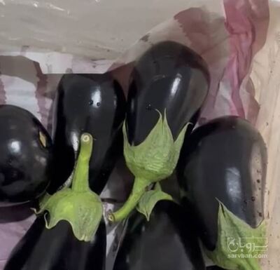 فروش بادمجان