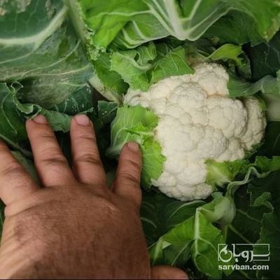 فروش گل کلم