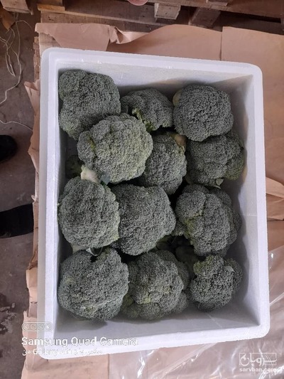 فروش کلم بروکلی
