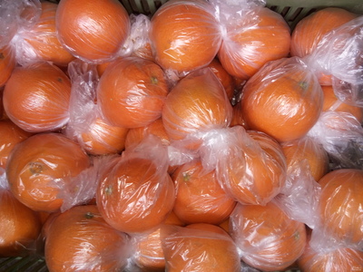 فروش پرتقال تامسون