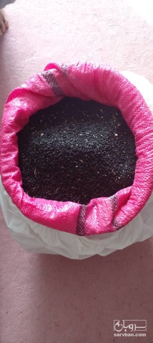 فروش بذر  پیاز قرمز