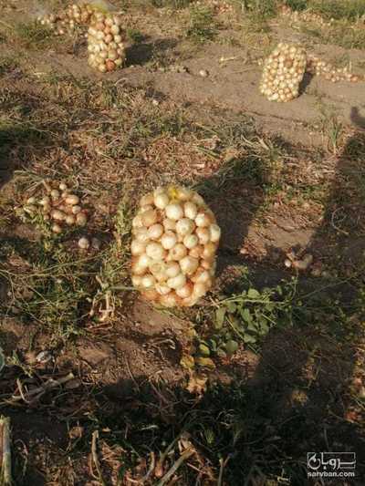 فروش پیاززرد