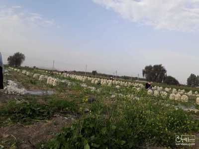 فروش پیازسفید 3
