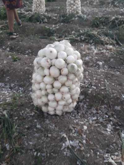 فروش پیازسفید