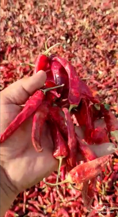 فروش فلفل شاخ بزی خشک شده