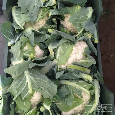 فروش گل کلم سفید