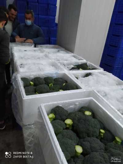 فروش کلم بروکلی