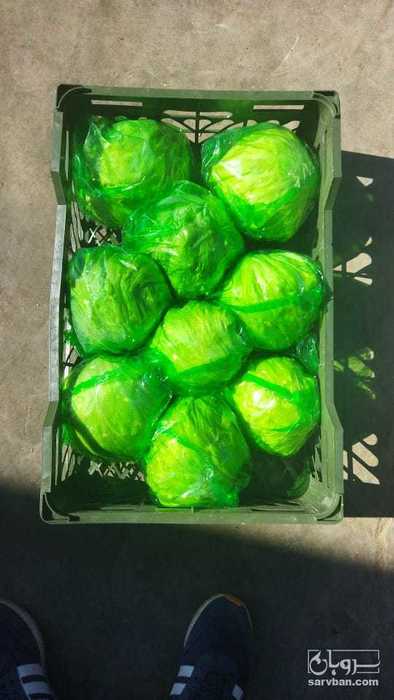 فروش کاهوآیسبرگ