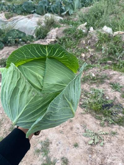 فروش کلم برگی سفیدیاکلم پیچ