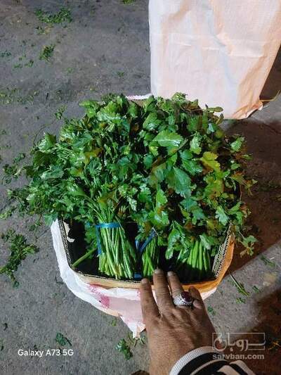 فروش جعفری تازه