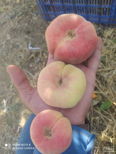 فروش هلو انجیری