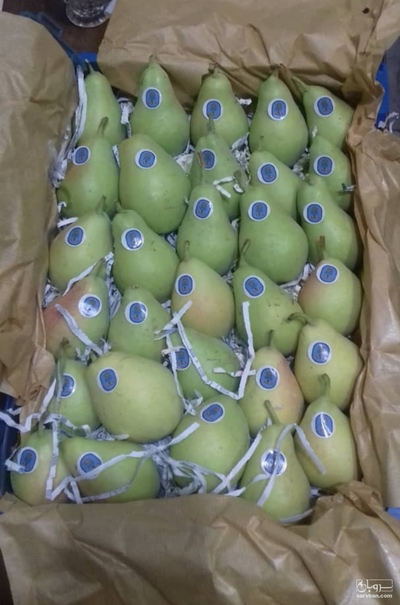 فروش گلابی بیروتی