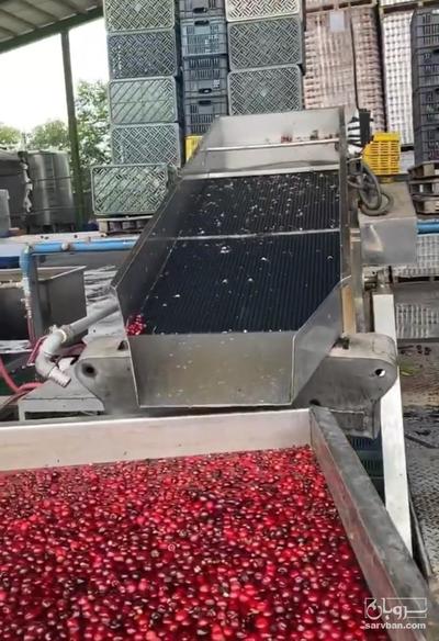 فروش آلبالو