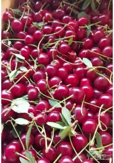 فروش آلبالو