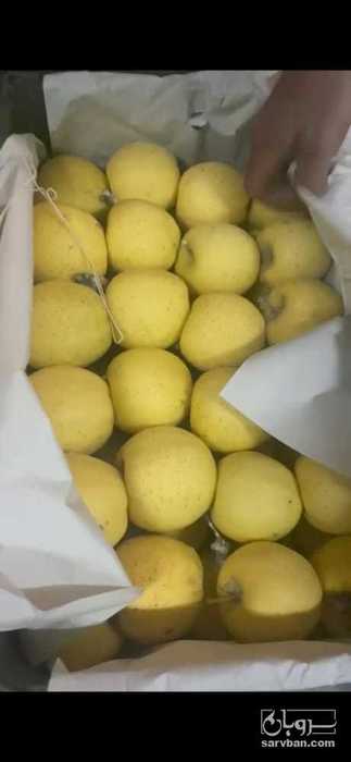 فروش سیب زرد