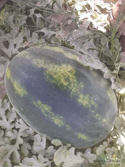 فروش هندوانه