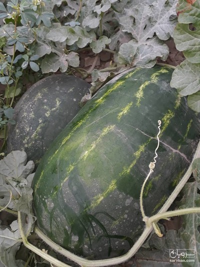 فروش هندوانه